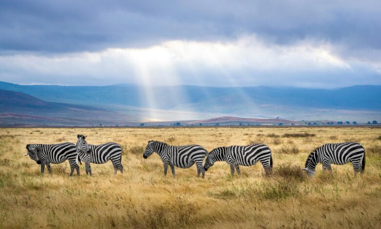 حمير وحشية تسير في سهل مفتوح في تنزانيا